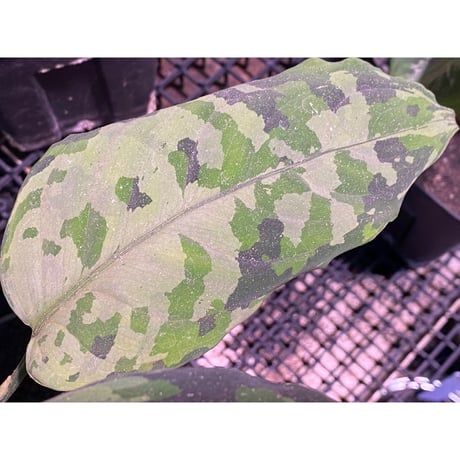 Aglaonema pictum tricolor from Aceh sumatera [LA0819-01b]