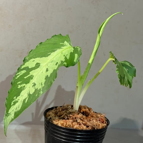 Schismatoglottis scortechinii ①
