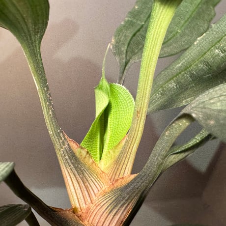 Mapania cuspidata from Bengkayang West Kalimantan ②