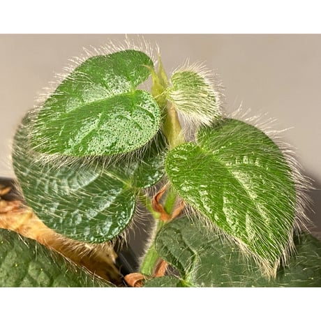 Ficus sp. from Selangor