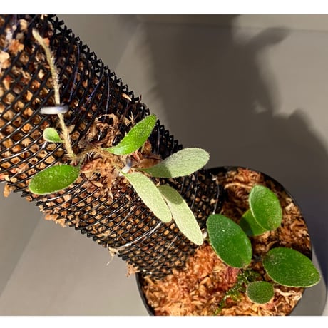 Pyrrosia nummularifolia from Santa Fe Luzon Philippines [KSB]