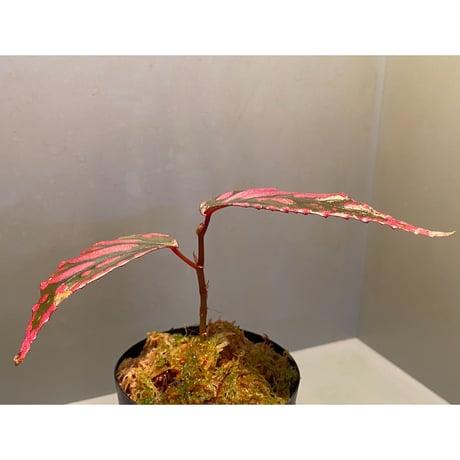 Begonia sp. ぼっち株 from Julau [R1214-01b]