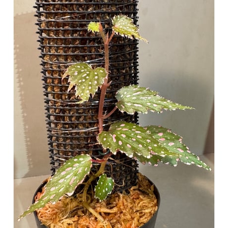 Begonia sp. from Luzon Aurora Philippines 標高500m付近　[KSB]