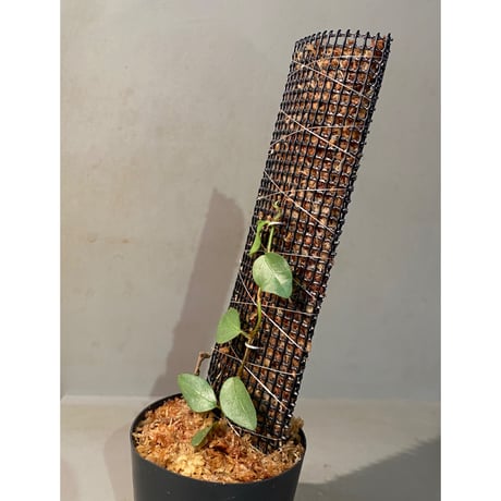 Ficus sp. from Murung raya [LA0515-05]