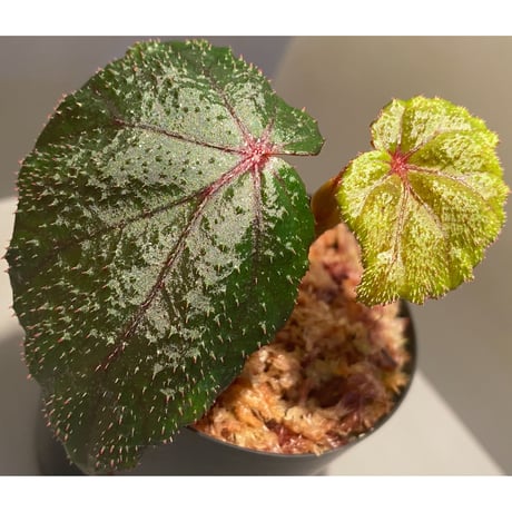 Begonia sp. from North Toraja [S0919-02] STRINGE PLANTS