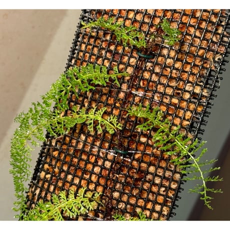 Lindsaea repens from Landak West Kalimantan