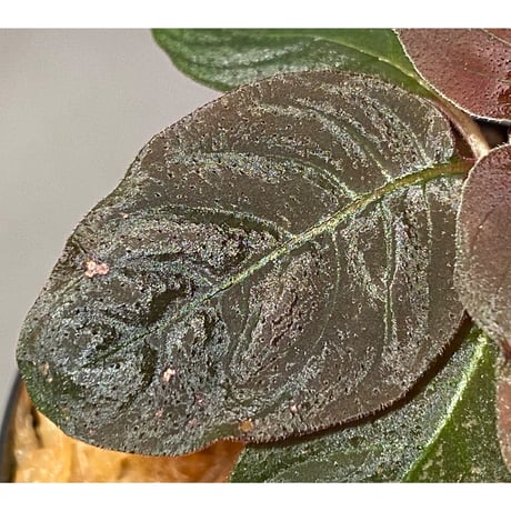 Ophiorrhiza sp. from Papua Barat[LA0319-01]