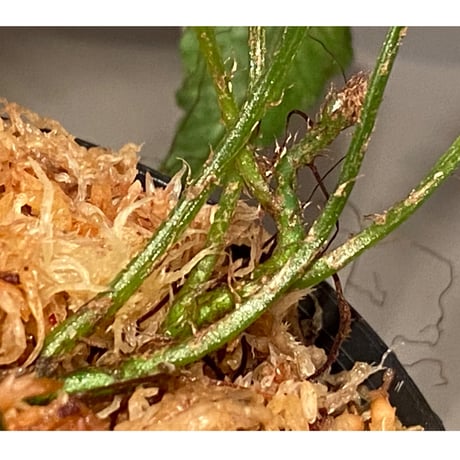 Microsorum sp. "Natuna" [Grow aquarium] ①