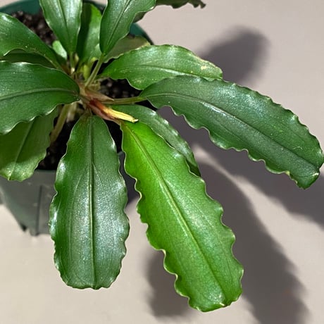 (大株) Bucephalandra sp. from Sintang
