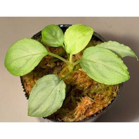 Homalomena sp. "銀A" from Cameron Highland [TK160116]