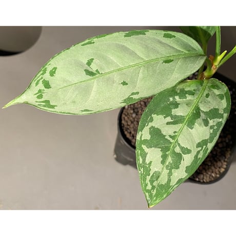 Aglaonema nebulosum from Matang [TK211017]