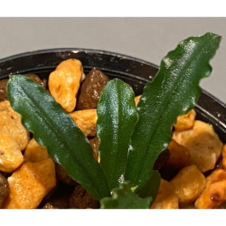 Bucephalandra sp. "MEDUSA" ②