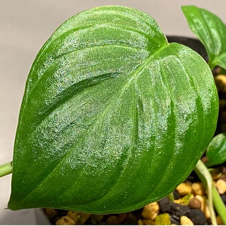 Homalomena sp. "Aceh selatan" from Aceh sumatera [TB]