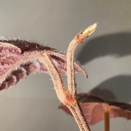 Pterisanthes sp. from Sabah [R0516-01]