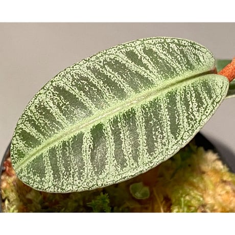 Labisia sp. from Riau sumatera