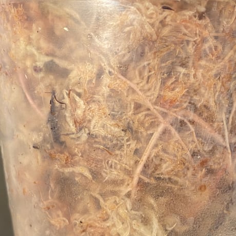 (大株) Homalomena sp. from Sumatera Utara [LA0718-z-u]