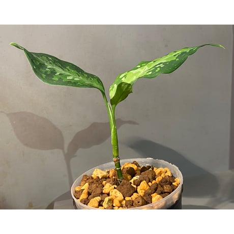 Aglaonema pictum from Aceh sumatera [T-120119] X産地