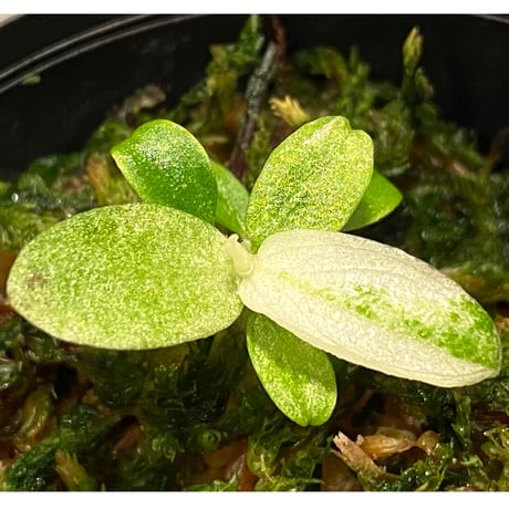 Schismatoglottis sp. "初霜錦" from Murung raya [LA0515-05]