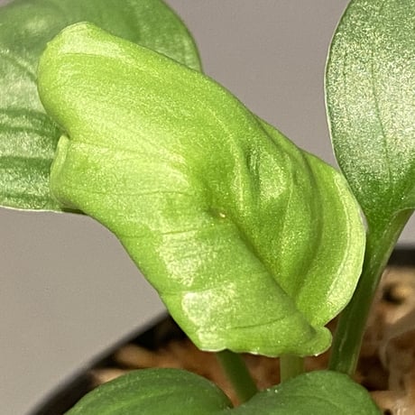 Homalomena sp. "Kayu Lapis" White Kal-barat [TB]