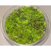 Unknown fern