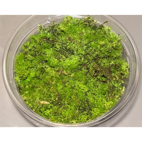 Unknown fern