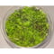Unknown fern