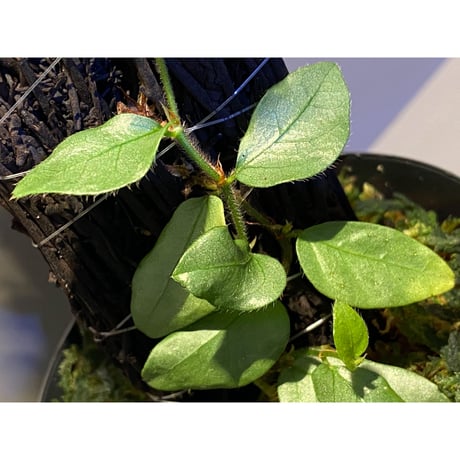 Ficus sp. from Murung raya [LA0515-05]
