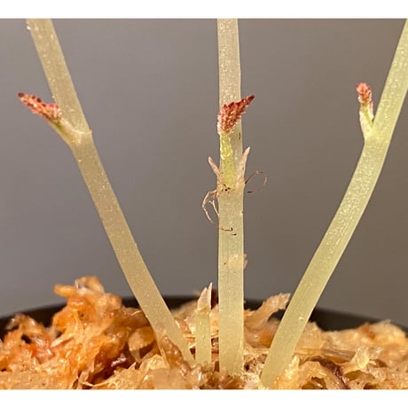 (３芽立ち) Begonia variabilis from Khao Luan Thailand [TK]