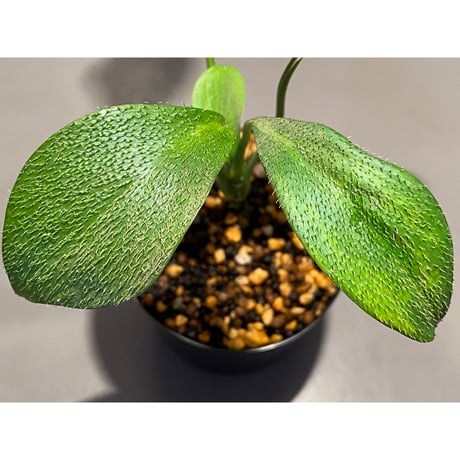 Homalomena hasei "狐尾" from Aceh sumatera [LA0616-04]