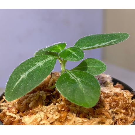 Gymnostachyum sp. f1 from Sumatera Barat [LA0414-01]