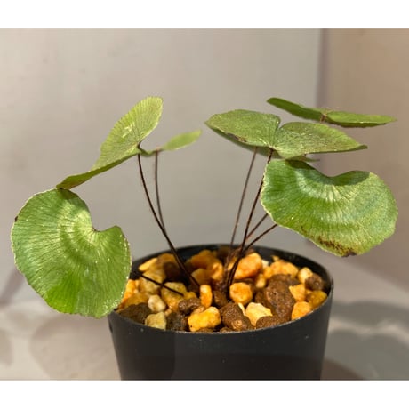 Adiantum reniforme