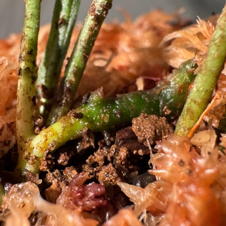 (大株) Microsorium sp. from Saripoi [LA0515-02]