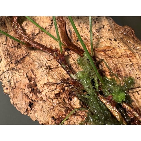 Davallia cf. parvula from Sarawak (着生済み2本立ち)