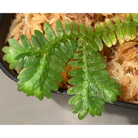 Selaginella sp. バリエガータ from "Nanga pinoh" [TB]