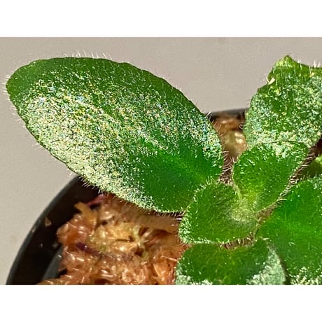 Deinostigma sp. "Bit" from P.Lingga [AZ0517-13]