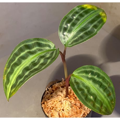 Geogenanthus undatus from Tarapoto Peru [tanakay]