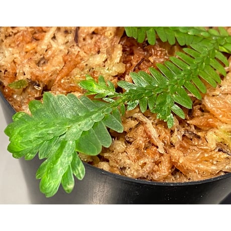 Selaginella sp. バリエガータ from "Nanga pinoh" [TB]