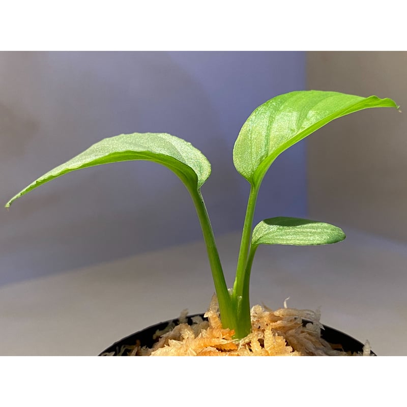 Homalomena cf. humilis from Sumatera Barat [LA0