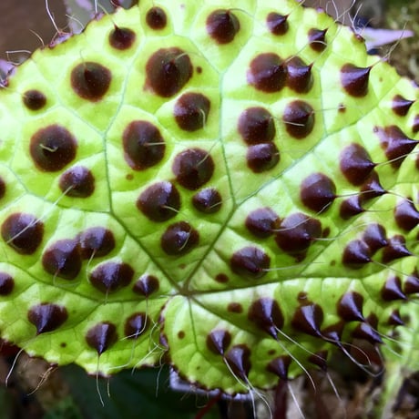 Begonia melanobulata from North Vietnam