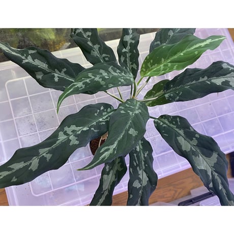 Aglaonema pictum A "しるば〜らいん" from Aceh sumatera [LA0115-3m]