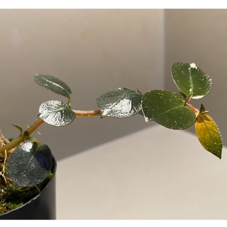 Argostemma hookeri from Malay Peninsula