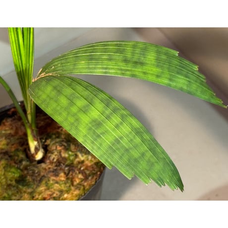 Licuala mattanensis 'Mapu' from Sanggau West Kalimantan