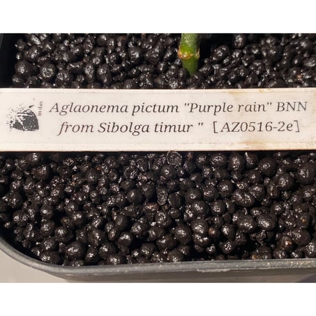 Aglaonema pictum “Purple Rain” BNN from Sibolga timur ［AZ0516-2e］