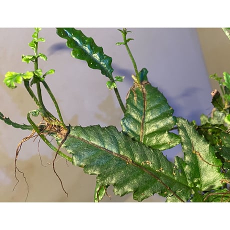 (大株) Bolbitis sp. from Siberut [LA]