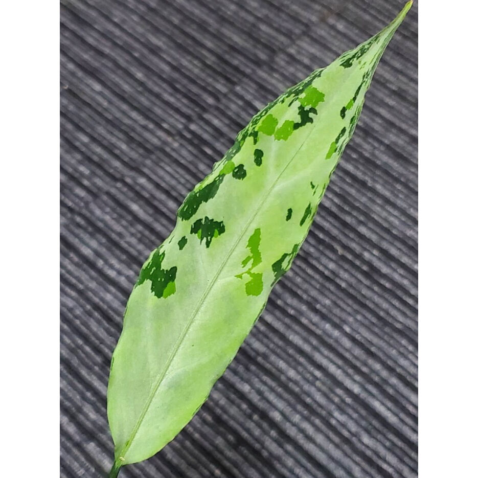 Aglaonema pictum Aceh sumatera ［LA0121-01z-b］アグラオネマ ピクタム