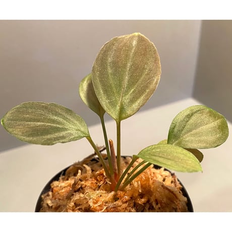 Homalomena sp. from Solok sumatera [LA0315-2]