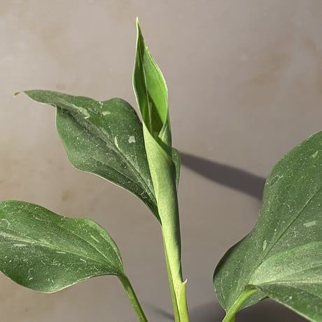 Aglaonema pictum A from Aceh sumatera [LA1115-03i]