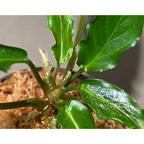 Homalomena sp. "Euclase" from Riau sumatera [LA0518-02]①
