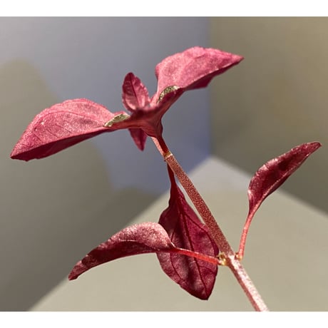 Melastoma sp. from Sibolga