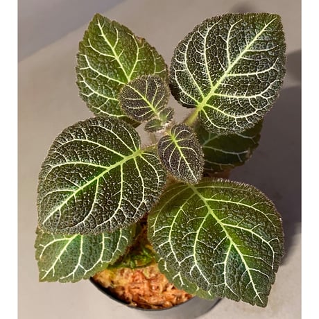 Pearcea hypocyrtiflora from Rio Napo Ecuador [tanakay] 白葉脈
